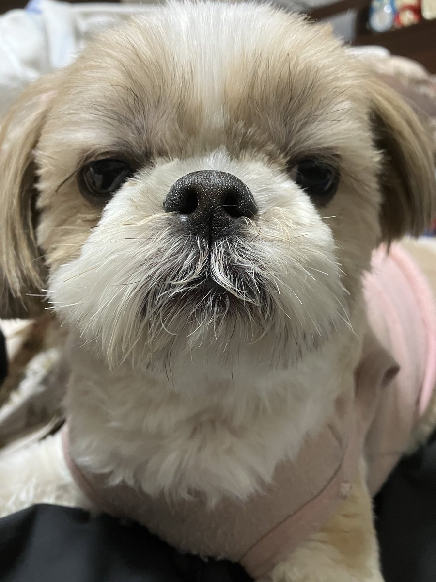 りんたや🐶すーさん tweet media