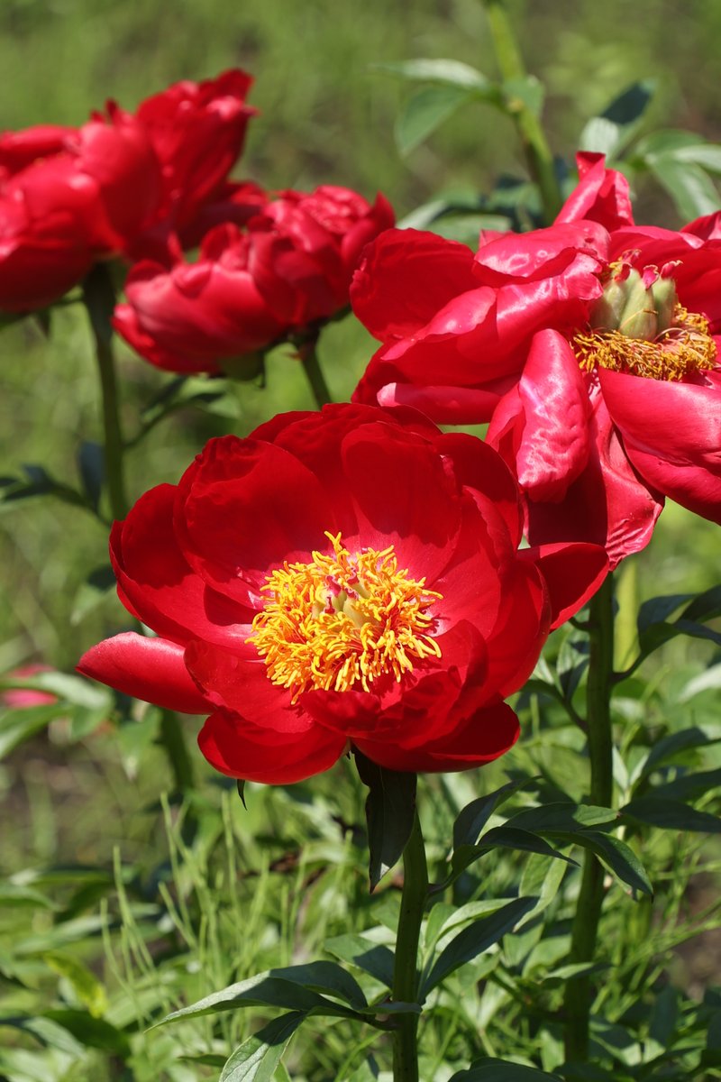gontanokoneroku's tweet image. Chinese Peony ☺️

#Photography #Flowers #ChinesePeony