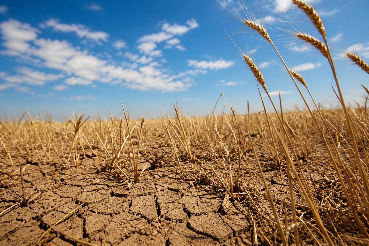 RedlineAlertX's tweet image. The climate crisis may soon hit your plate. Higher CO₂ levels are linked to reduced nutrients in staple foods like rice and chickpeas—posing a silent threat to global health, especially in developing nations.
 
#ClimateChange
#ClimateCrisis
#GlobalWarming
#FoodSecurity