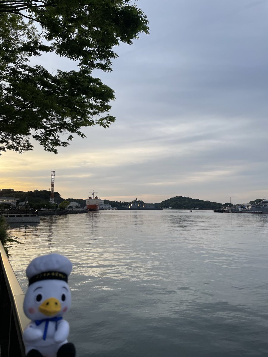 sucurry's tweet photo. おかえりのおしらせ🐧🚢✨ https://t.co/teuY6dhFdP
