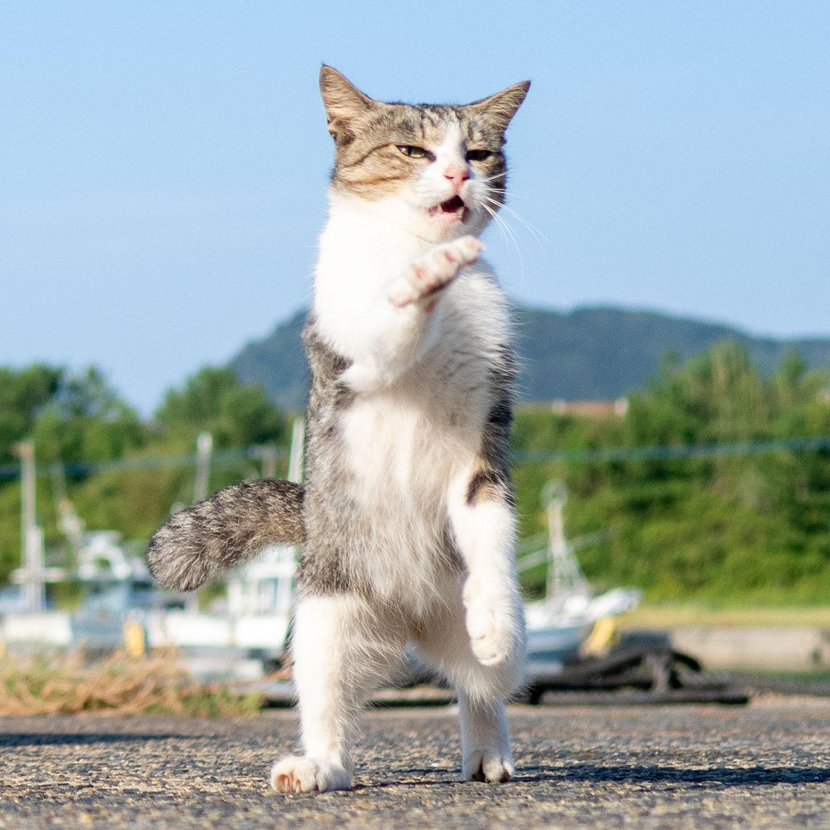 久方 広之「のら猫拳」 (@sakata_77) / Posts / X 久方 広之「のら猫拳」 (@sakata_77) / Posts / X