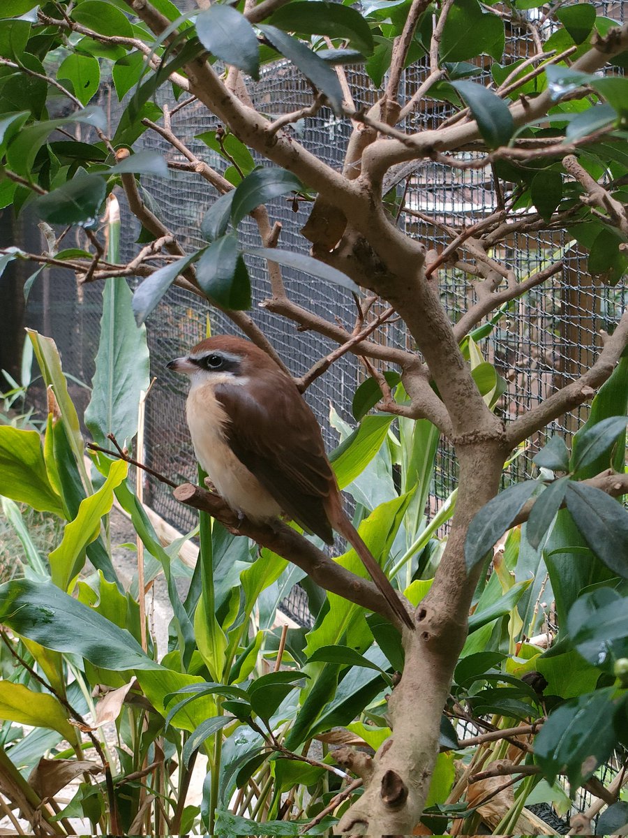 「アカモズの一時展示中止について」
繁殖期のため、5月8日（金）より野鳥園のアカモズの展示をしばらくの間、中止させていただきます。
詳細は下記リンクをご覧下さい。
nonhoi.jp/event/p16512/

#豊橋 #動物園 #のんほいパーク #アカモズ #よみがえれアカモズ