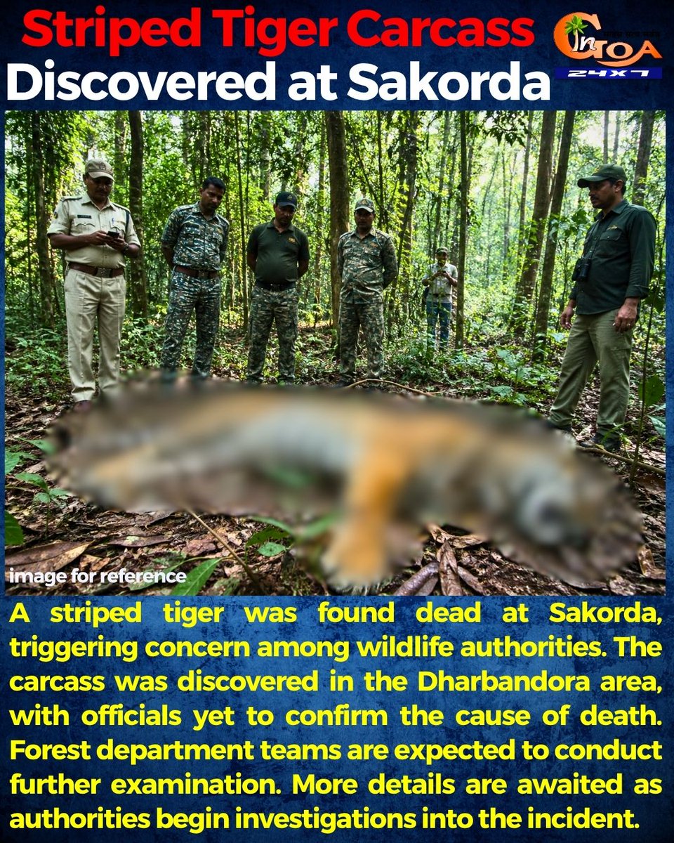 InGoa24x7's tweet image. Striped Tiger Carcass Discovered at Sakorda

#Goa #Goanews #StripedTiger #Carcass #Discoverd