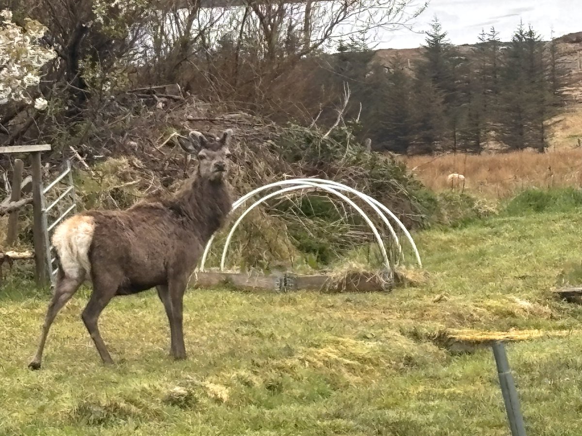 HebrideanRenovation tweet media