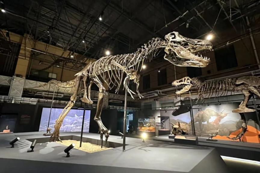 touch_beijing's tweet image. Two real T-rex skeletons from #Germany are on display at the Natural History Museum of China in #Beijing, alongside a rare lineup of #China's own ferocious tyrannosauroids. #museum #exhibition #culture #history #citylife