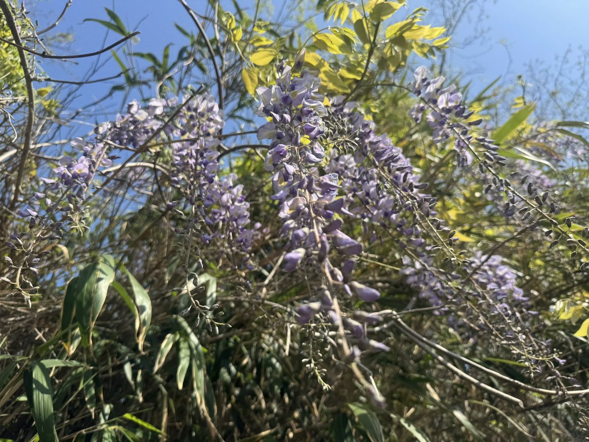 藤の花が咲いていました。
霜の時期が終わる合図だそうです。
年々早く咲くようになっているような気がします。
ちょっと怖い。