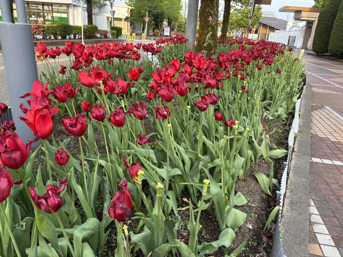 wind_hayate_'s tweet photo. 砺波のチューリップ https://t.co/6GmFmWl9nC