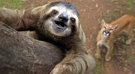 SleepySloth tweet media