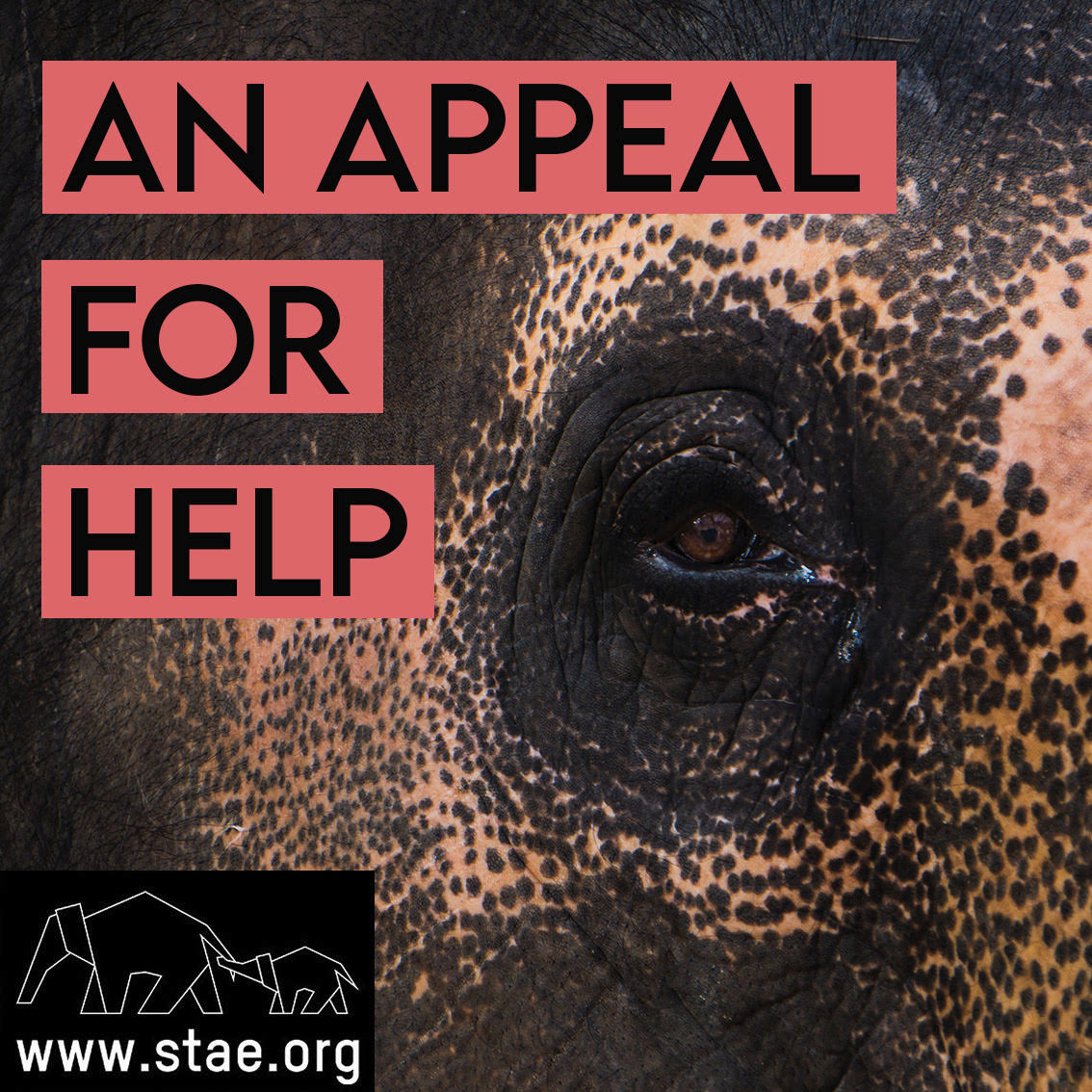 Save The Asian Elephants tweet media