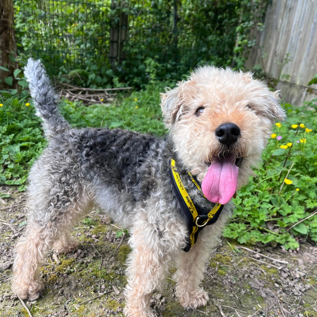DT_Ilfracombe's tweet photo. Say hello to Jaxon the nine-year-old Lakeland Terrier cross Jack Russell! 
💛🐶💛
📍@DogsTrust #Ilfracombe

Apply to adopt a dog. 🏡
👉 https://t.co/NWfsshdhlv 

#ADogIsForLife #AdoptADog https://t.co/2VdfWT5YpI