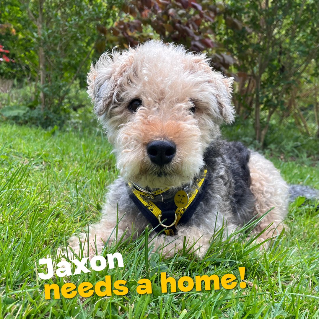 DT_Ilfracombe's tweet photo. Say hello to Jaxon the nine-year-old Lakeland Terrier cross Jack Russell! 
💛🐶💛
📍@DogsTrust #Ilfracombe

Apply to adopt a dog. 🏡
👉 https://t.co/NWfsshdhlv 

#ADogIsForLife #AdoptADog https://t.co/2VdfWT5YpI