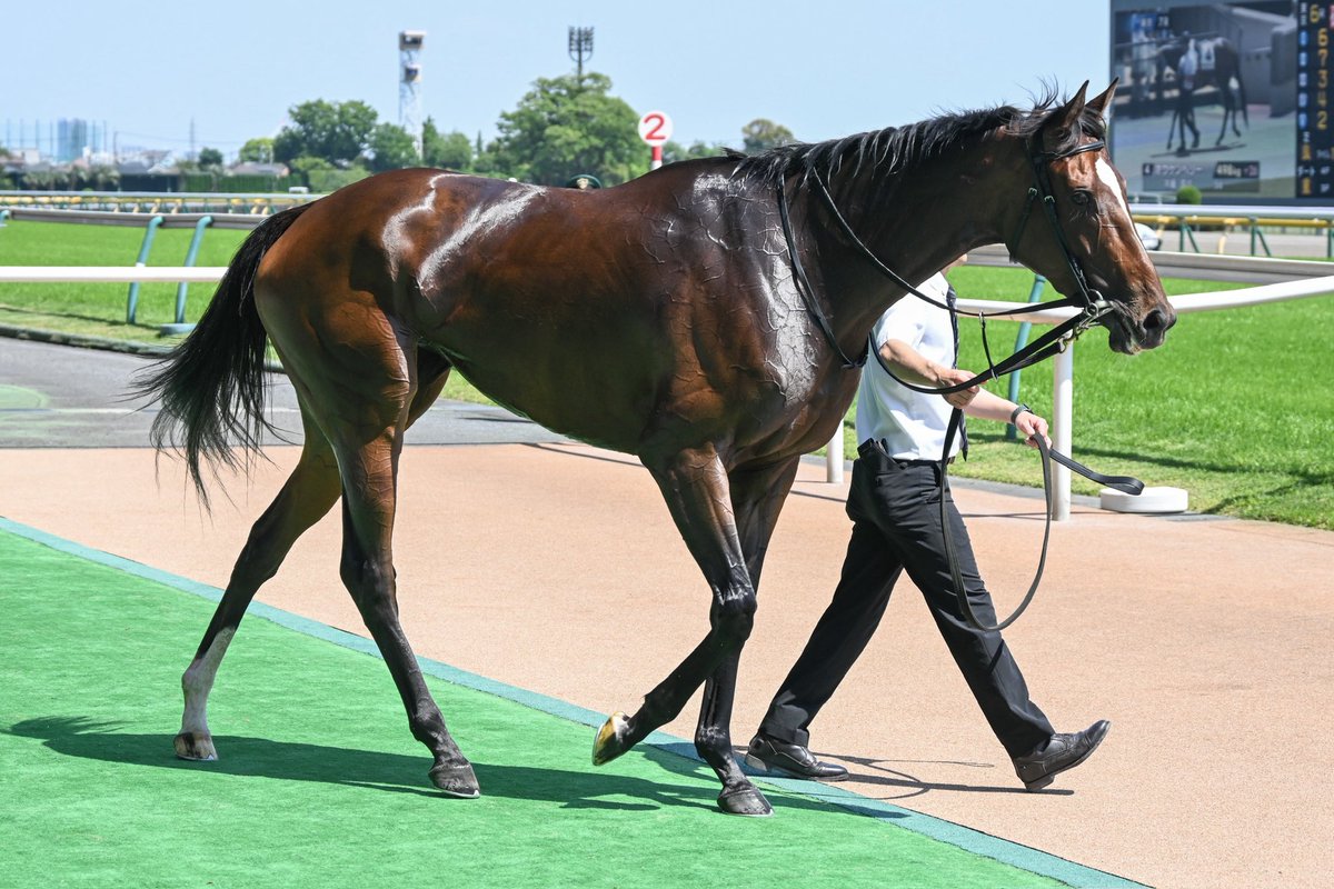 SILKHCofficial's tweet photo. 【今日の1枚】@東京競馬場

晴天の府中で惜敗続きにピリオドを打った #ノクターン

力強く脚を伸ばし、1:58.1の好タイムをマーク！
手綱を取ったC.ルメール騎手も『まだまだ伸びしろがある』と話していましたから、さらに成長した姿が楽しみですね😊

皆様おめでとうございました⭐️

#silkhc
#東京競馬場