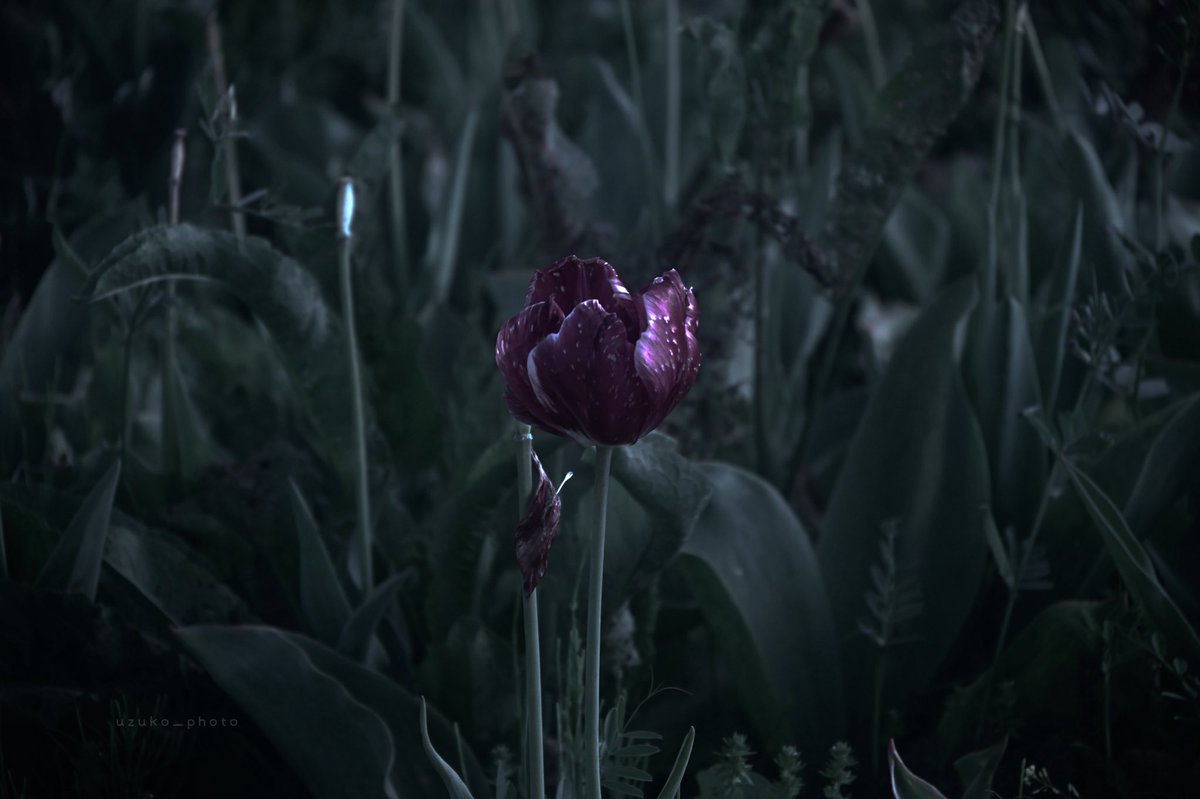 うずこ/𝚄𝚣𝚞𝚔𝚘 tweet media