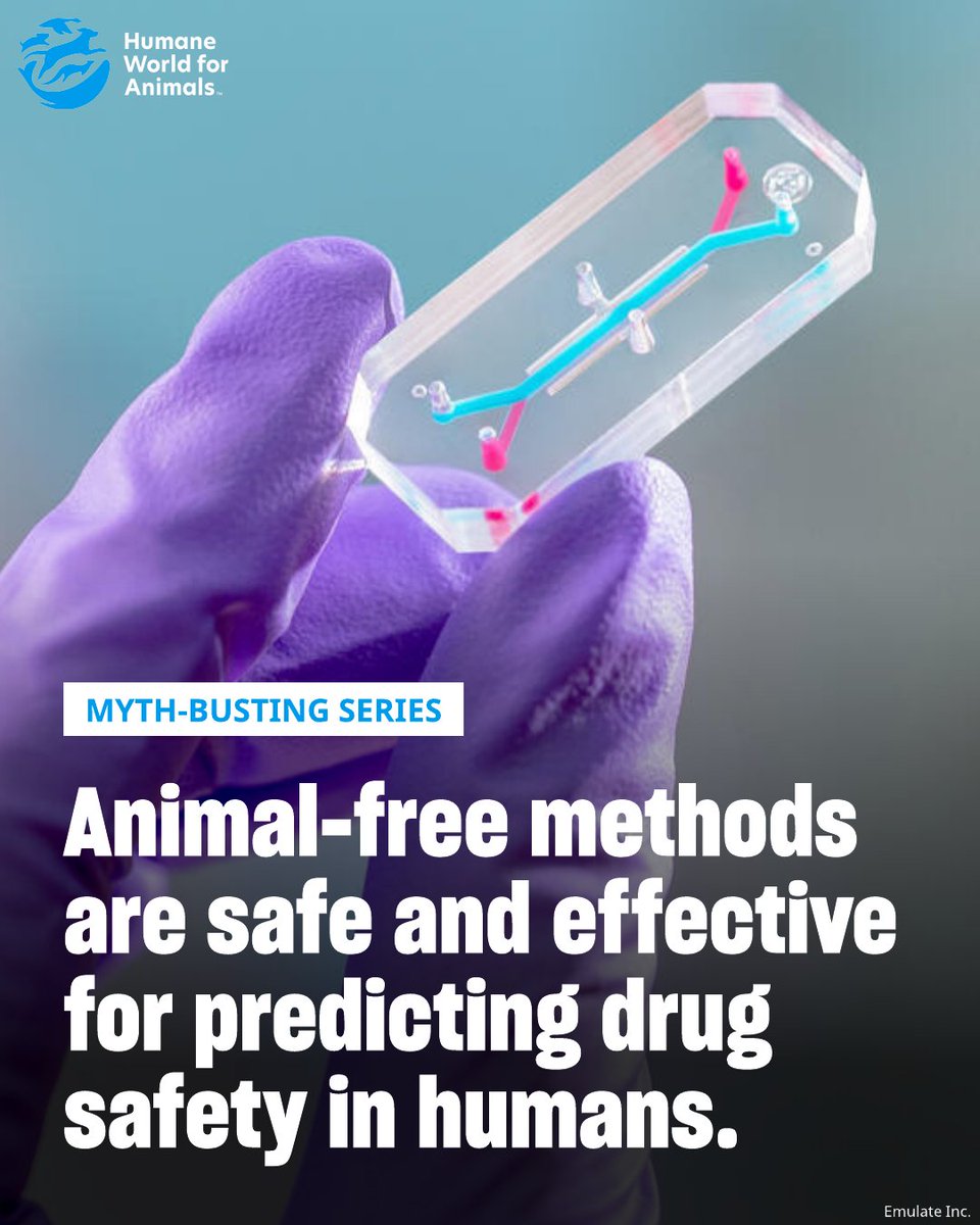 Humane World for Animals Europe tweet media