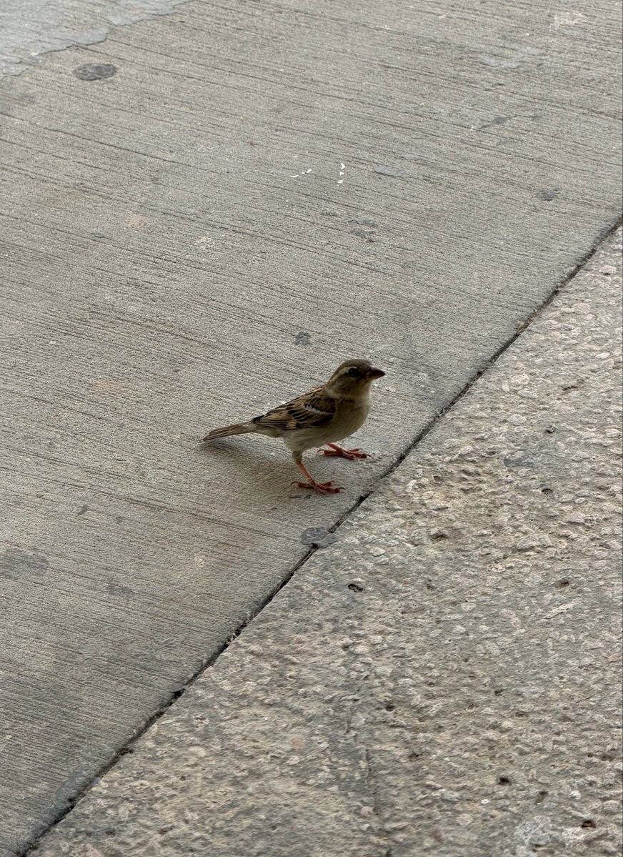 🐦 tweet media