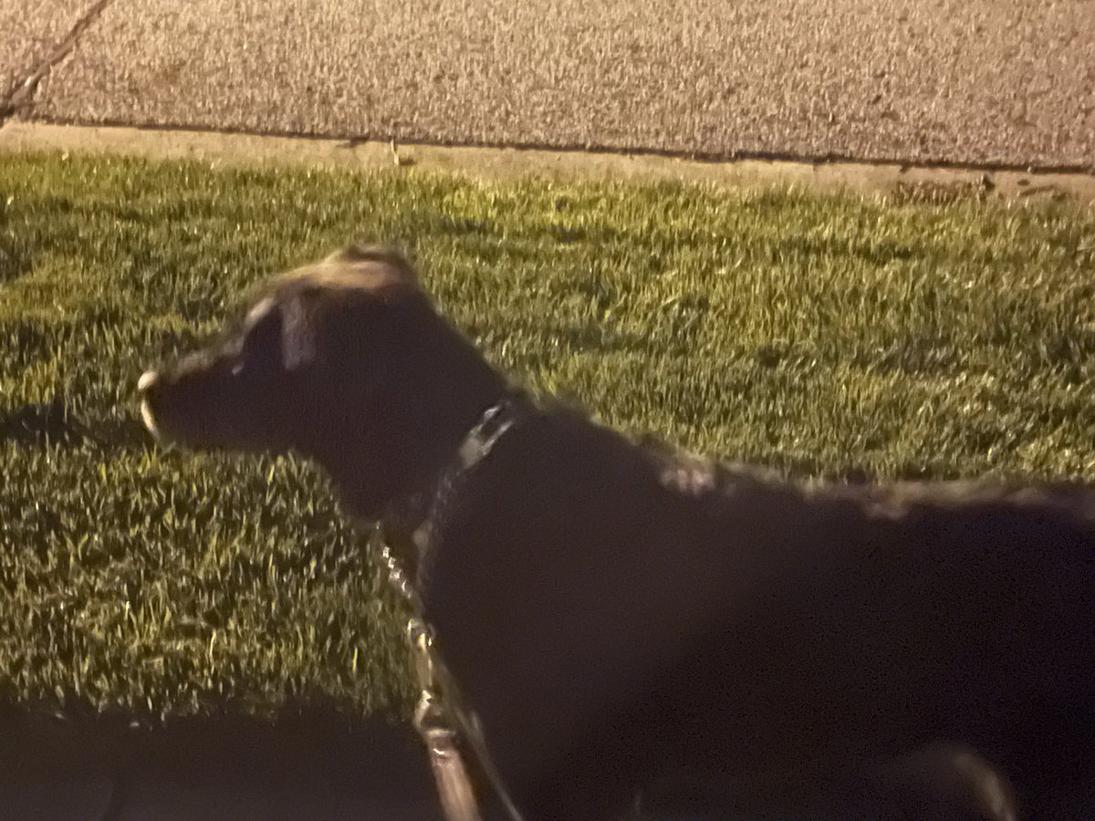 CoachBWolfinger's tweet photo. Good morning! 
Its 36deg high of 52deg Sunny skies Winds NW at 10-15mph
@GroveCityOhio 
@CoachA8 
Shadow's says let's go!
Have a great
Weekend! https://t.co/ydju6hZsOM