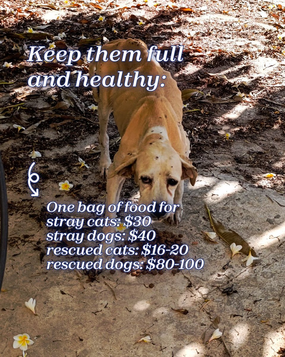 teamadslb's tweet photo. A little kindness goes a long way. 🐾 Your support keeps these sweet souls safe, fed, and loved. Every dollar is a promise of a better tomorrow for a pet in need. We can’t do this without you!
Donate via Fundahope, Whish, or OMT: https://t.co/5zF69Cgqic

#adoptdontshop https://t.co/AkYod51LH0