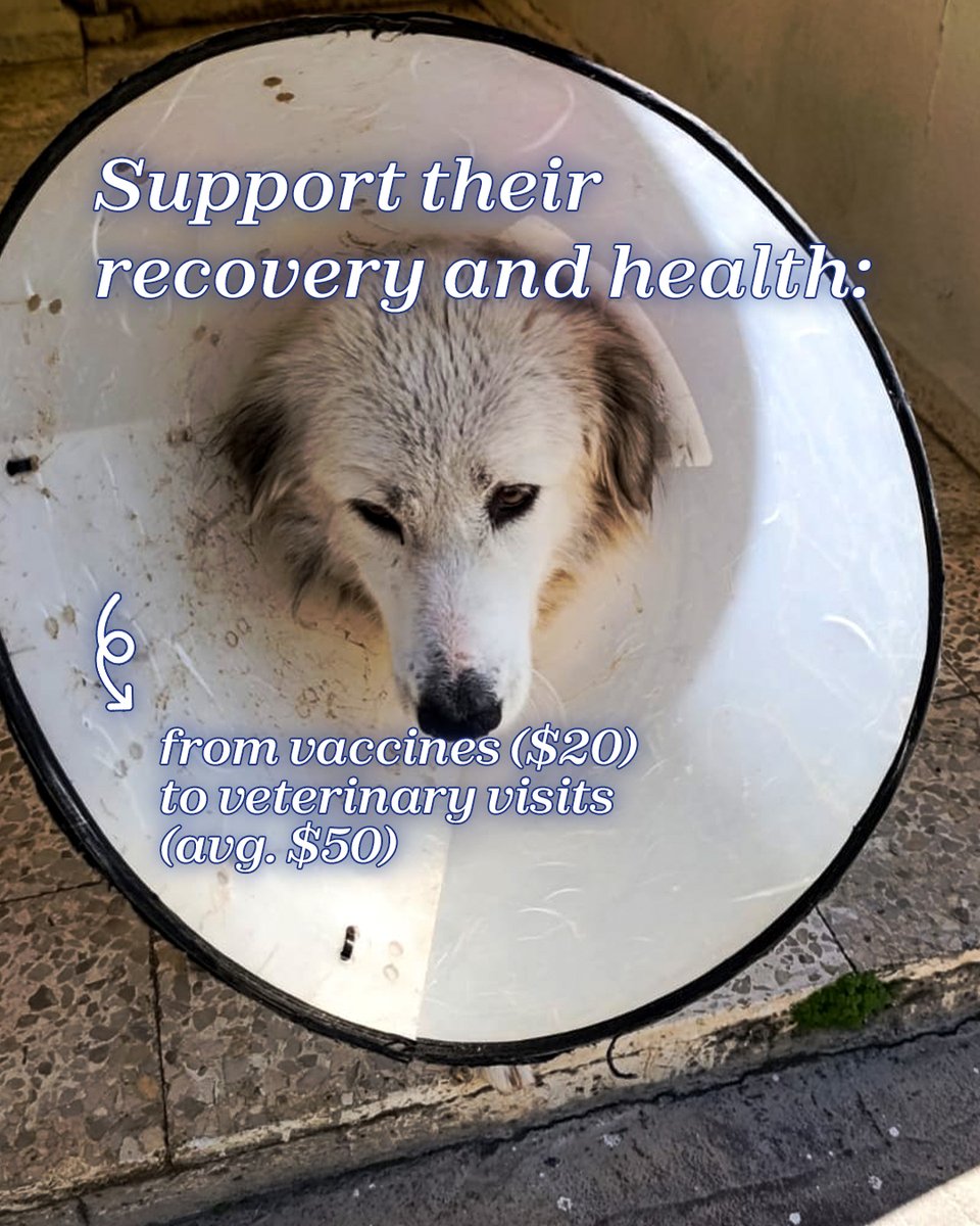 teamadslb's tweet photo. A little kindness goes a long way. 🐾 Your support keeps these sweet souls safe, fed, and loved. Every dollar is a promise of a better tomorrow for a pet in need. We can’t do this without you!
Donate via Fundahope, Whish, or OMT: https://t.co/5zF69Cgqic

#adoptdontshop https://t.co/AkYod51LH0