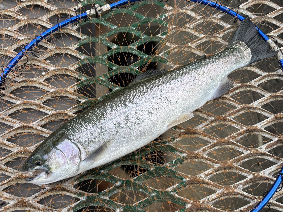 Rei fishing @東京湾奥＆房総 tweet media