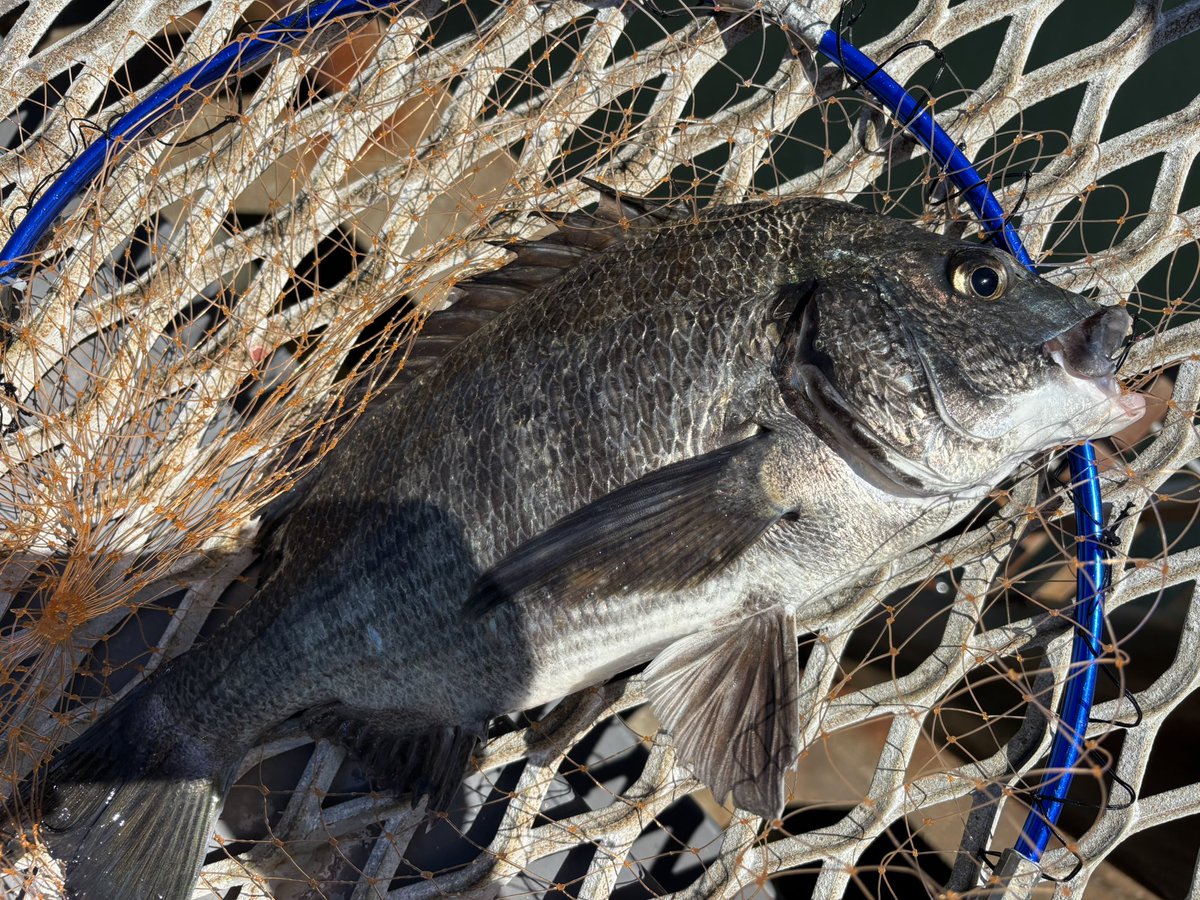 Rei fishing @東京湾奥＆房総 tweet media