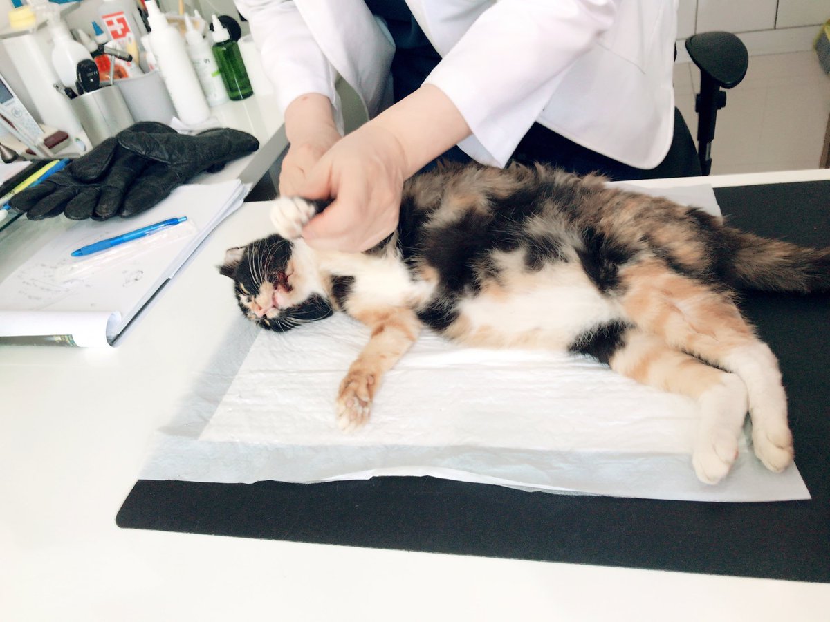 Heyna0326's tweet photo. 우리 못난이 처음 포획하고 마취 했는데
레드썬 3초만에 기절함. (10초 정도 걸릴줄)
그리고 나이도 잘 모름 ㅠㅠ 그저 이빨 상태로 5세 이상일거라고 들었음. 그리고 나랑 4년째 같이 사는 중!! 입양날짜가 생일 🎂 https://t.co/0uzUsVkU5l