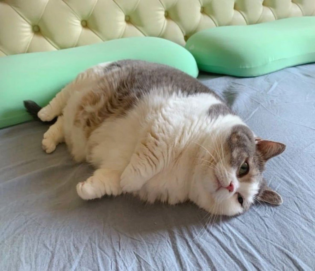 癒される動物 tweet media