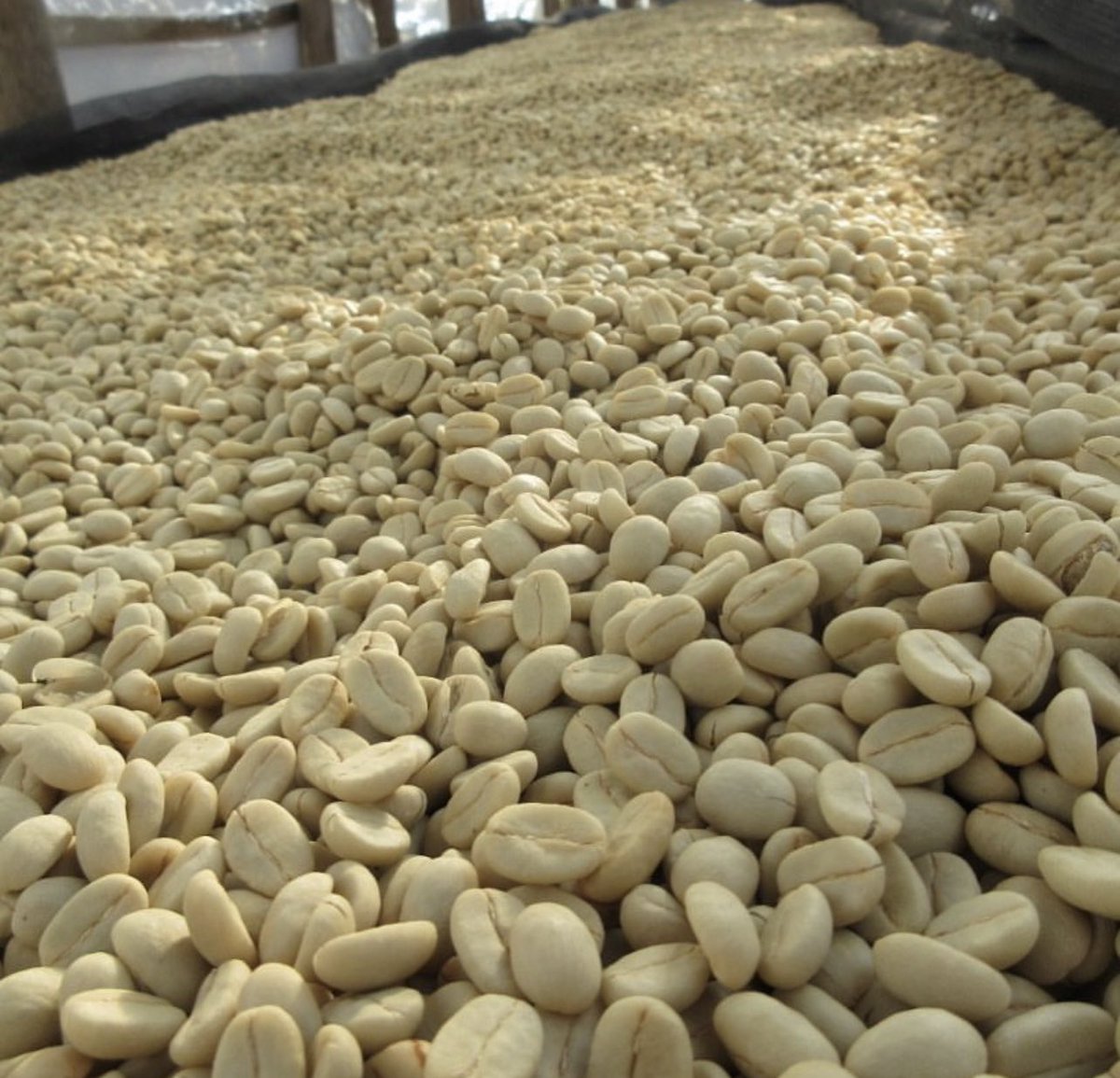JackieAkampwera's tweet image. After coffee harvest we have two processes before we get the coffee for export called the green bean. We have wet processing and dry processing. Who can tell me which one was used in this picture?

#Coffee