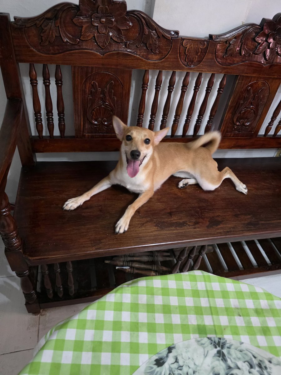 PinkPooches's tweet image. #weekendvibes
