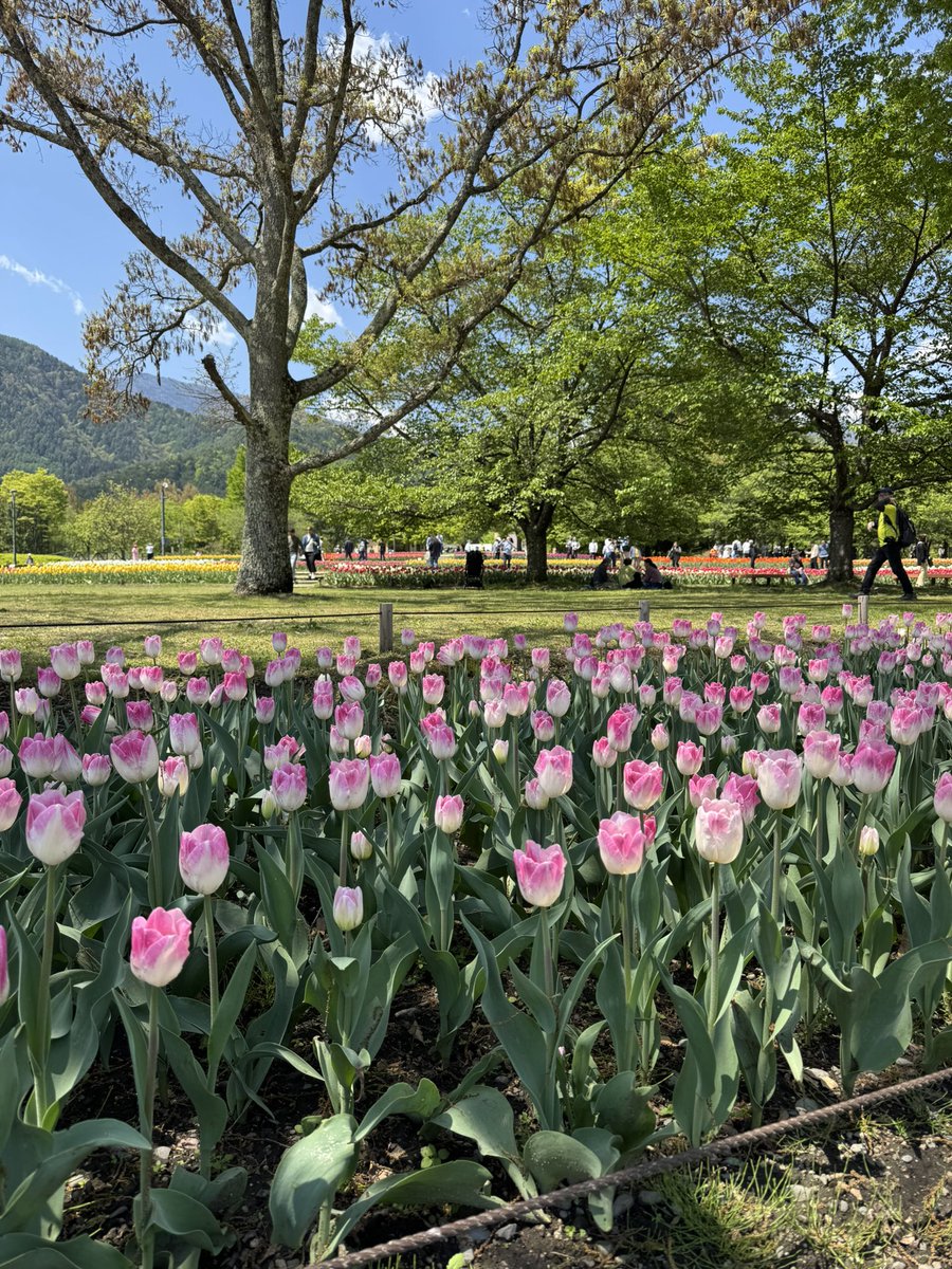 miumiu800's tweet photo. GWお休み突入☺️

#国営アルプスあづみの公園
#チューリップ https://t.co/k7cXpMbxU0