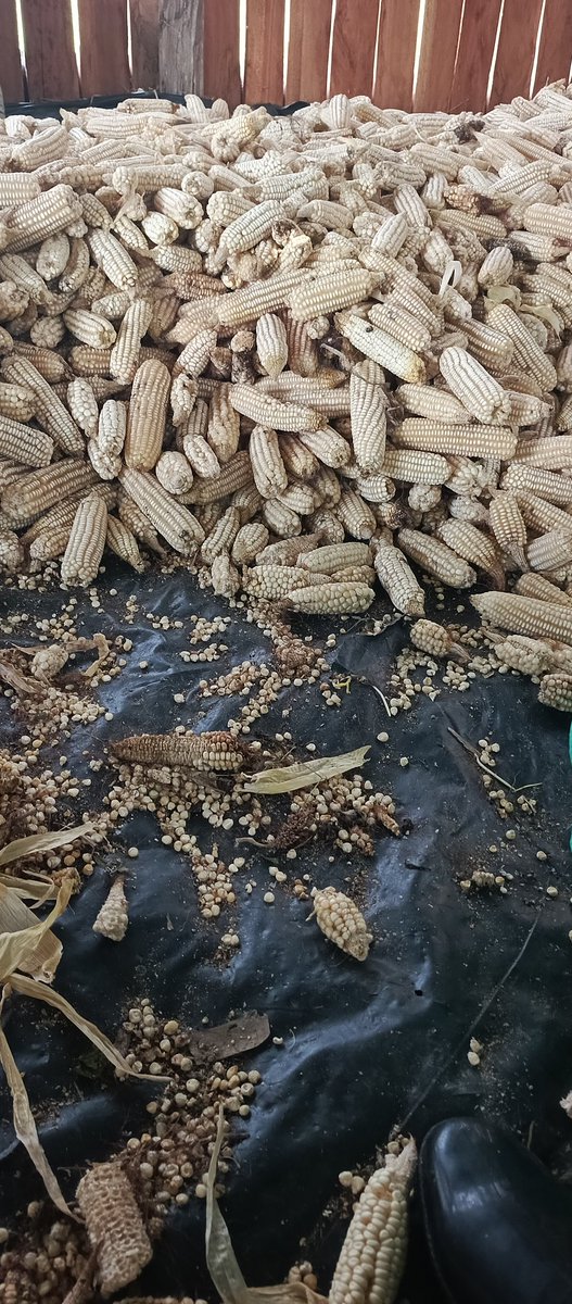 PkuruiKen's tweet photo. Farm Life starter pack... https://t.co/O074pPFJQk