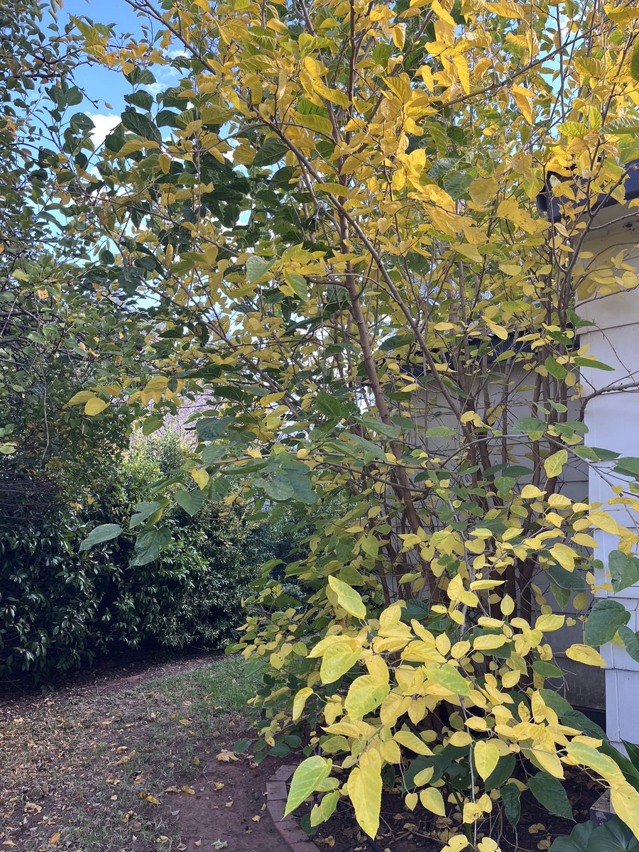bob_dambergs's tweet image. #Autumn