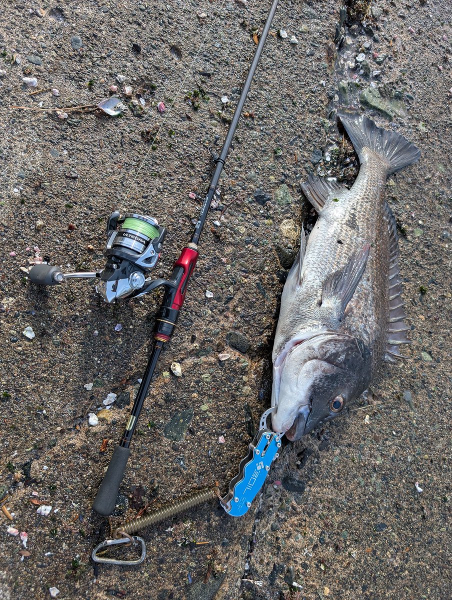 ak310's tweet photo. 地元はクロダイが釣れ始めて春を感じる。 https://t.co/xeqzhSgRxJ