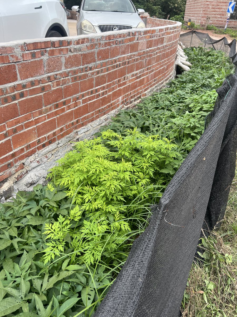 一个人独自回了趟老家。

老婆问回去干啥，
我说没干啥，
就是想回去看看。

其实也说不上为什么，
就是想回来。

到家后，和老妈通了视频，
让我瞧瞧门前的蕃薯叶长得怎样？
镜头扫过去，发现艾草正鲜嫩。
说这艾草正当季。
叮嘱我摘一些带回城里，
做艾草青团。
