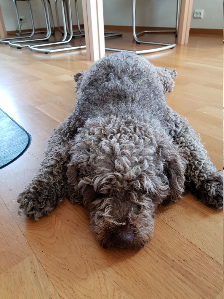 One dog every hour tweet media