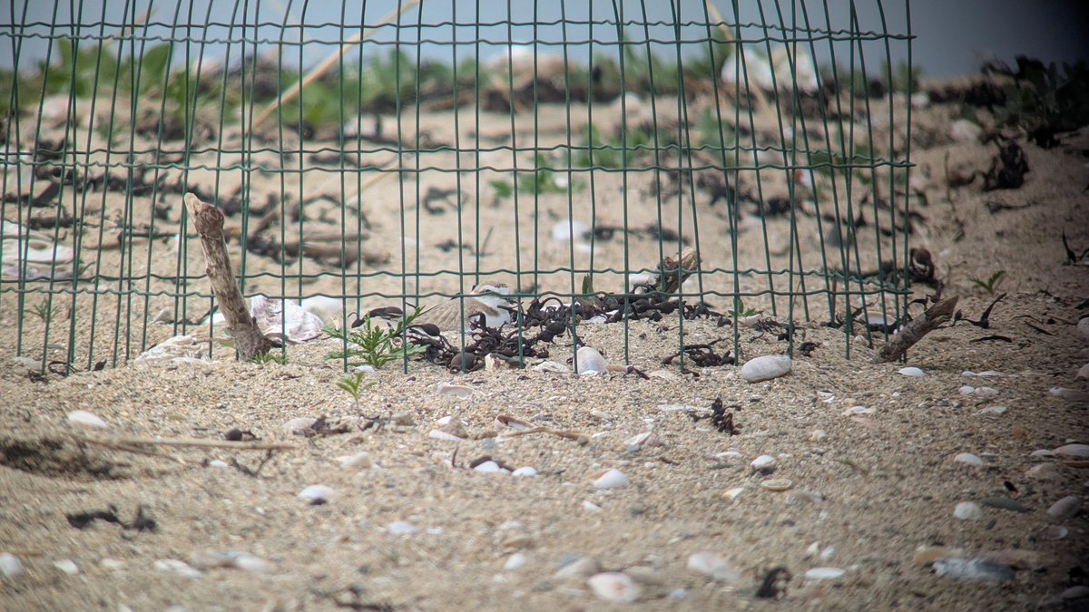 BirdingMsm's tweet photo. Nidification en cours sur la plage 🔍
⛔ Restez à distance des hauts de plage et laisse de mer proches de la dune.
🔭 Dispositif de protection mis en place par le groupe ornithologique normand 🪶
#gonm
#gravelot https://t.co/2HFNYmQKth
