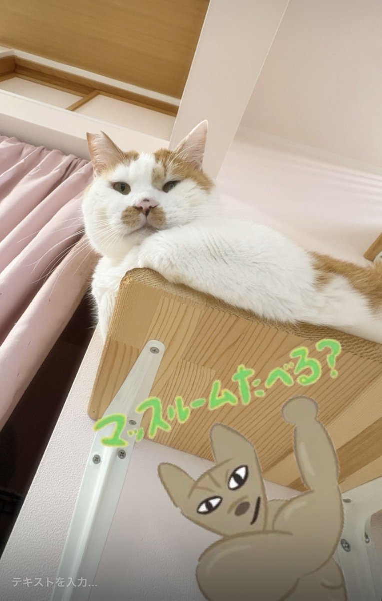譲渡型保護猫Cafe あおねこ(新潟県田上町) tweet media