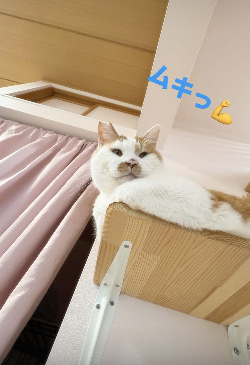 譲渡型保護猫Cafe あおねこ(新潟県田上町) tweet media