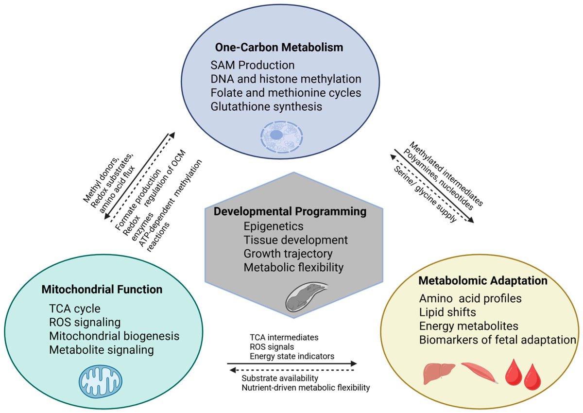 JDBMDPI's tweet image. 💡New Review

🖌️"The Interplay of One-Carbon Metabolism, #Mitochondrial Function, and #Developmental Programming in Ruminant #Livestock" by Dr. Joel S. Caton's team

🔗mdpi.com/3664860 

#DevBio #EvoDevo #mdpi