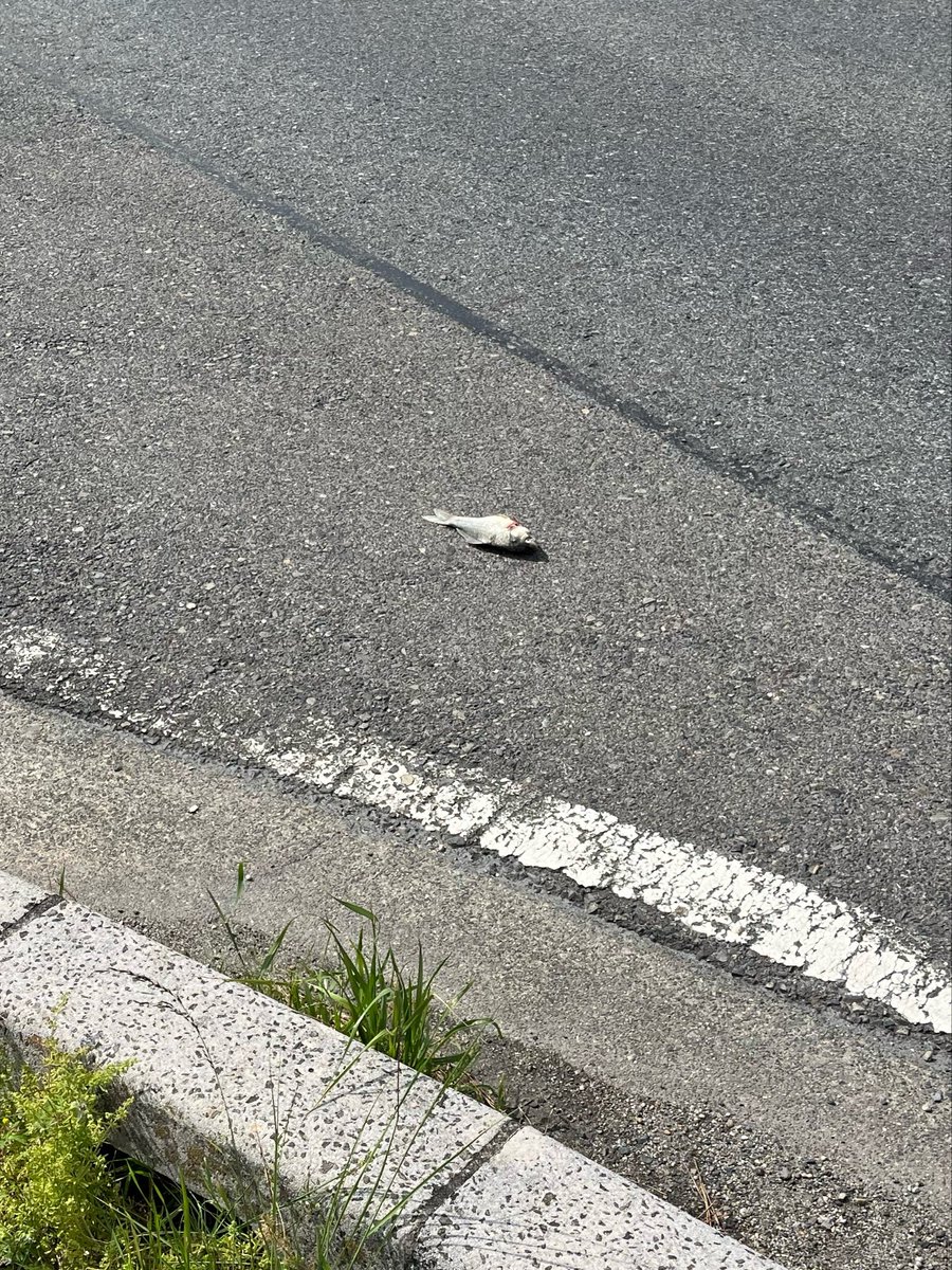 あやポン*@PiZ tweet media