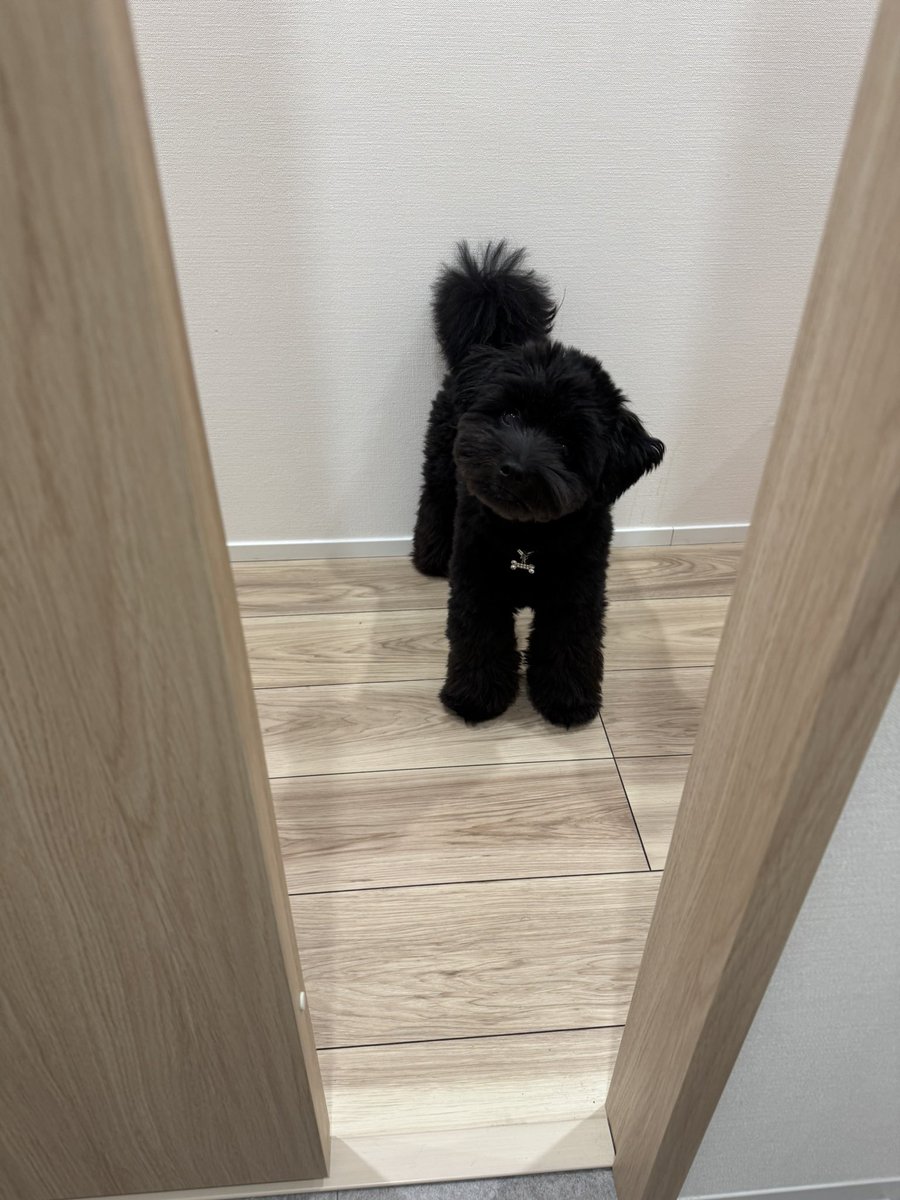 Gu_maxx's tweet photo. いつも首取れるんかくらい傾げるのかわいい https://t.co/ncl0gIasQ5