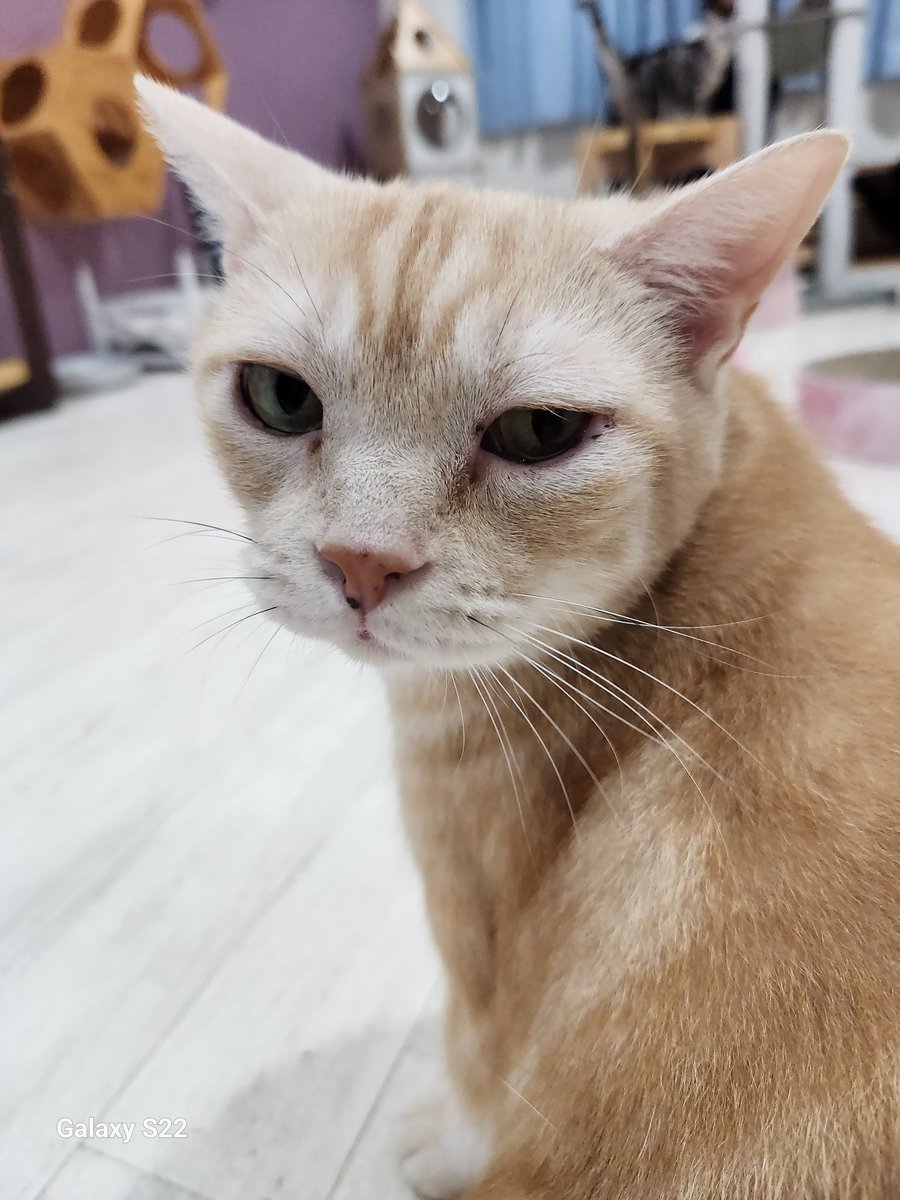 ねむるねこ ねむそうなねこ（Sleeping cat）