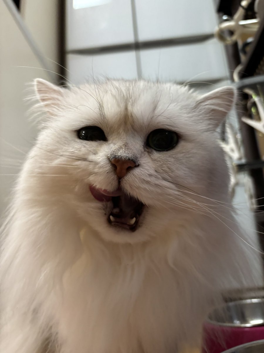 仔猫のような鳴き声をあげ、やっと貰えたお皿を前に「オヤツをどうぞ」と、姉ちゃんに優しく頭を撫でてもらう。そこまでが日々のルーティン。

まるで猫やで