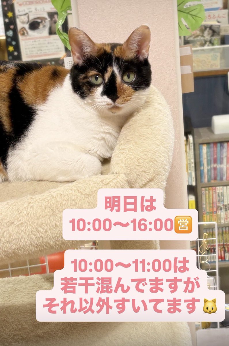 譲渡型保護猫Cafe あおねこ(新潟県田上町) tweet media
