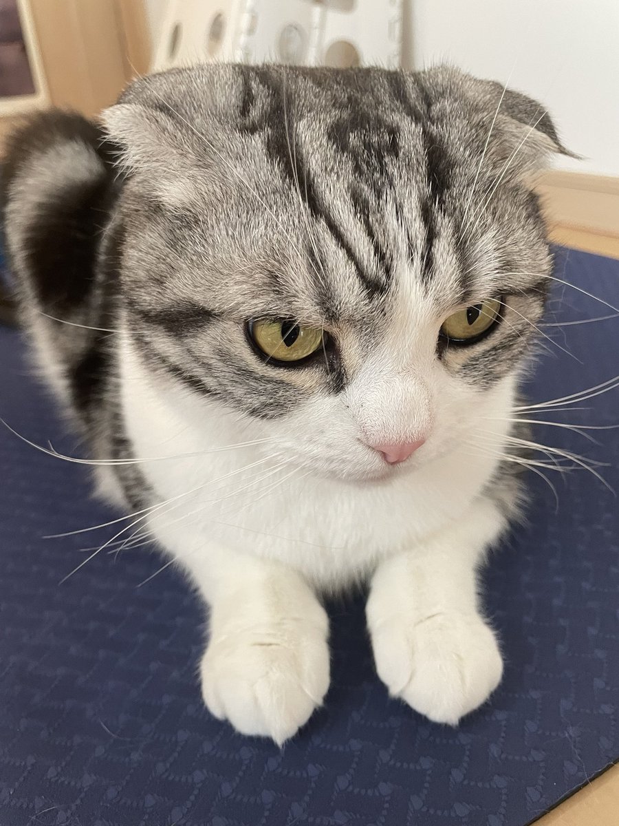 とろんです tweet media