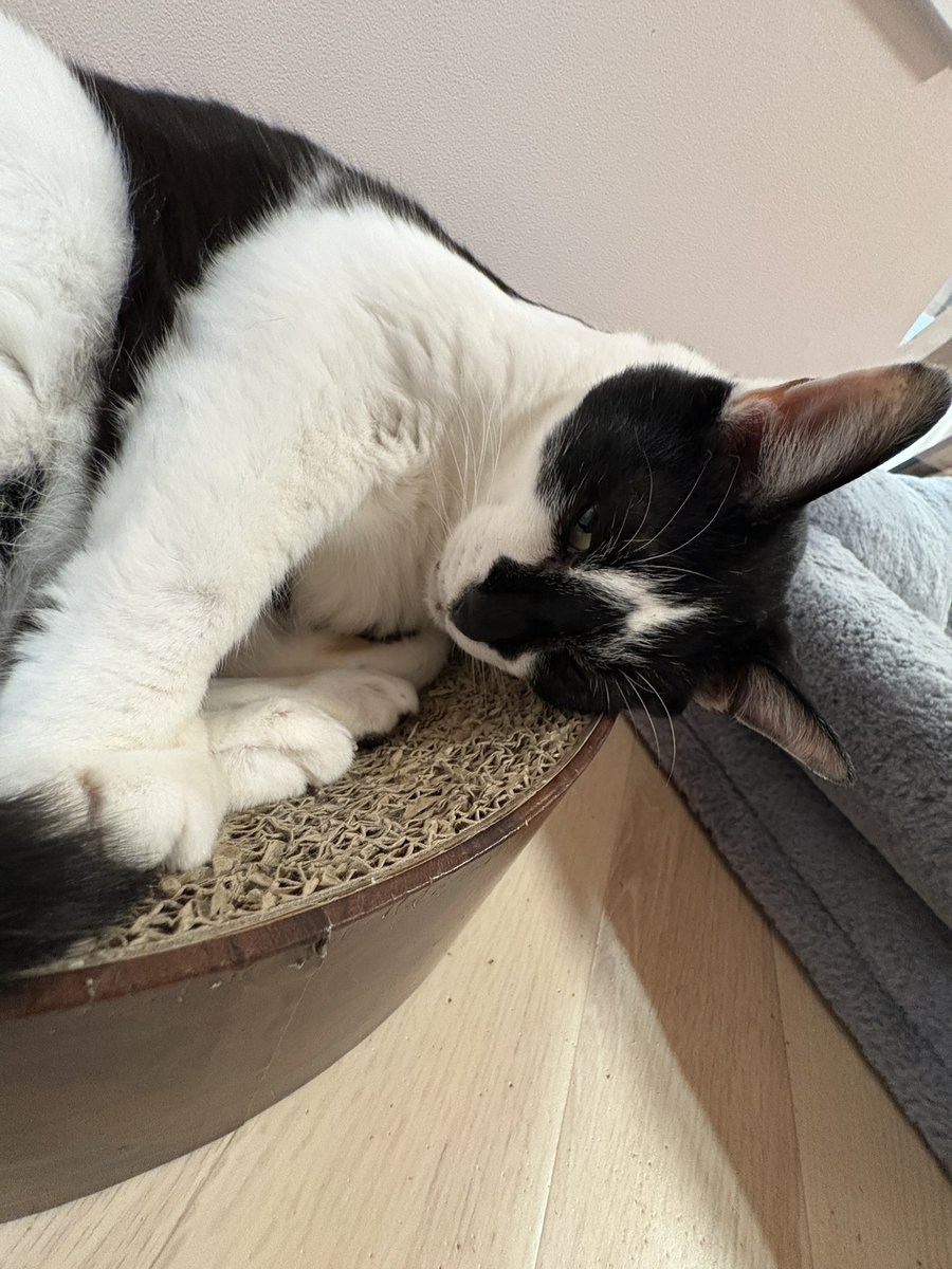 譲渡型保護猫Cafe あおねこ(新潟県田上町) tweet media