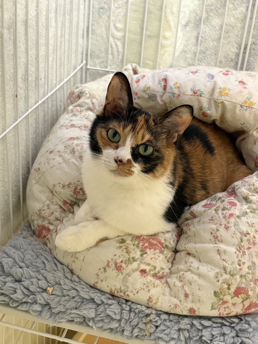 譲渡型保護猫Cafe あおねこ(新潟県田上町) tweet media