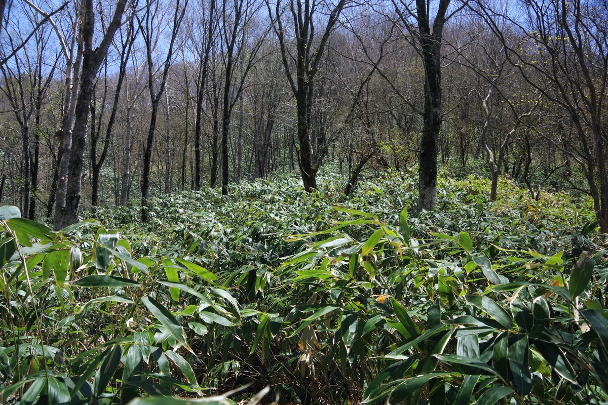 climbfusion111's tweet photo. 半年ぶりの山行は大平峠県民の森から夏焼山。11年前の記憶を頼りに進んだ道が廃道化しており藪漕ぎする羽目に… https://t.co/DSWAg3Wn4W
