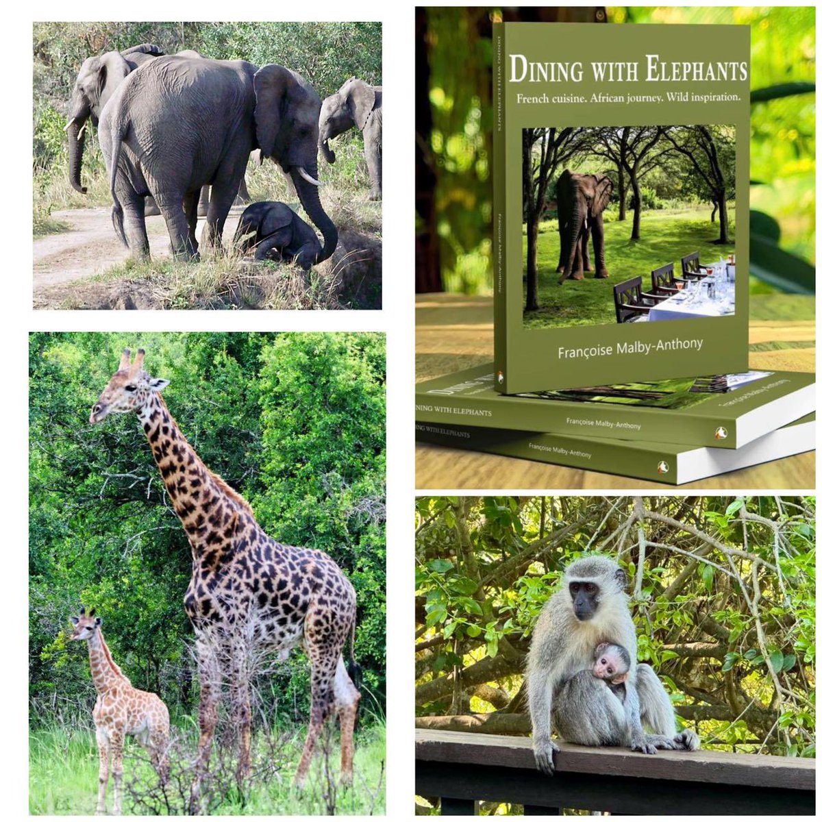 Thula Thula Newsletter is out ! Special birthdays and MOTHER’S DAY ❤️

mailchi.mp/thulathula.com…