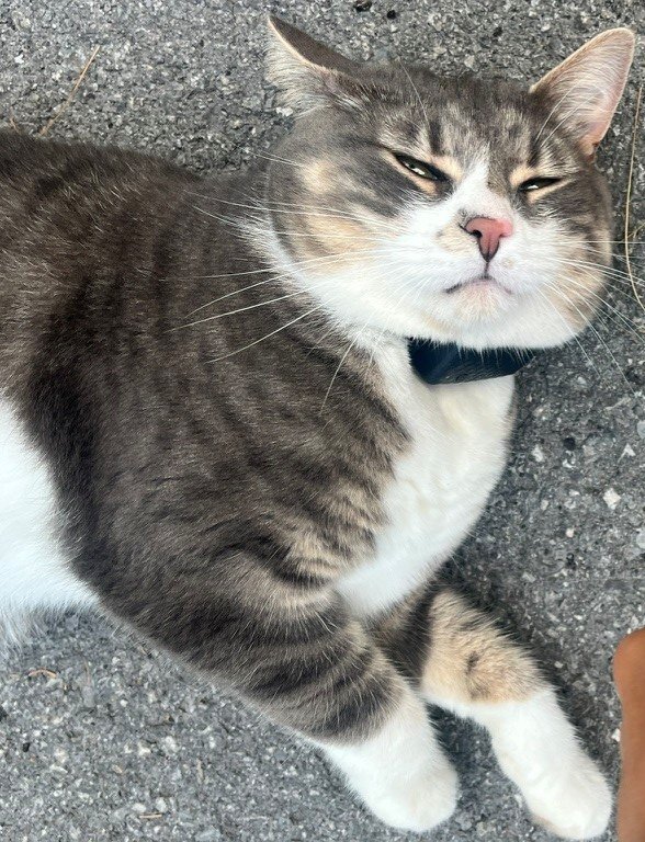 CarneyPurr67561's tweet image. Happy #Caturday and thank you to all the members of the Catbinet and members of Purrliament who came to last night's reception at Rideau Cottage! 😺🇨🇦

On a purrsonal note, does anyone remember how I got here? Things were a blur after we broke out the catnip last night! 😹
