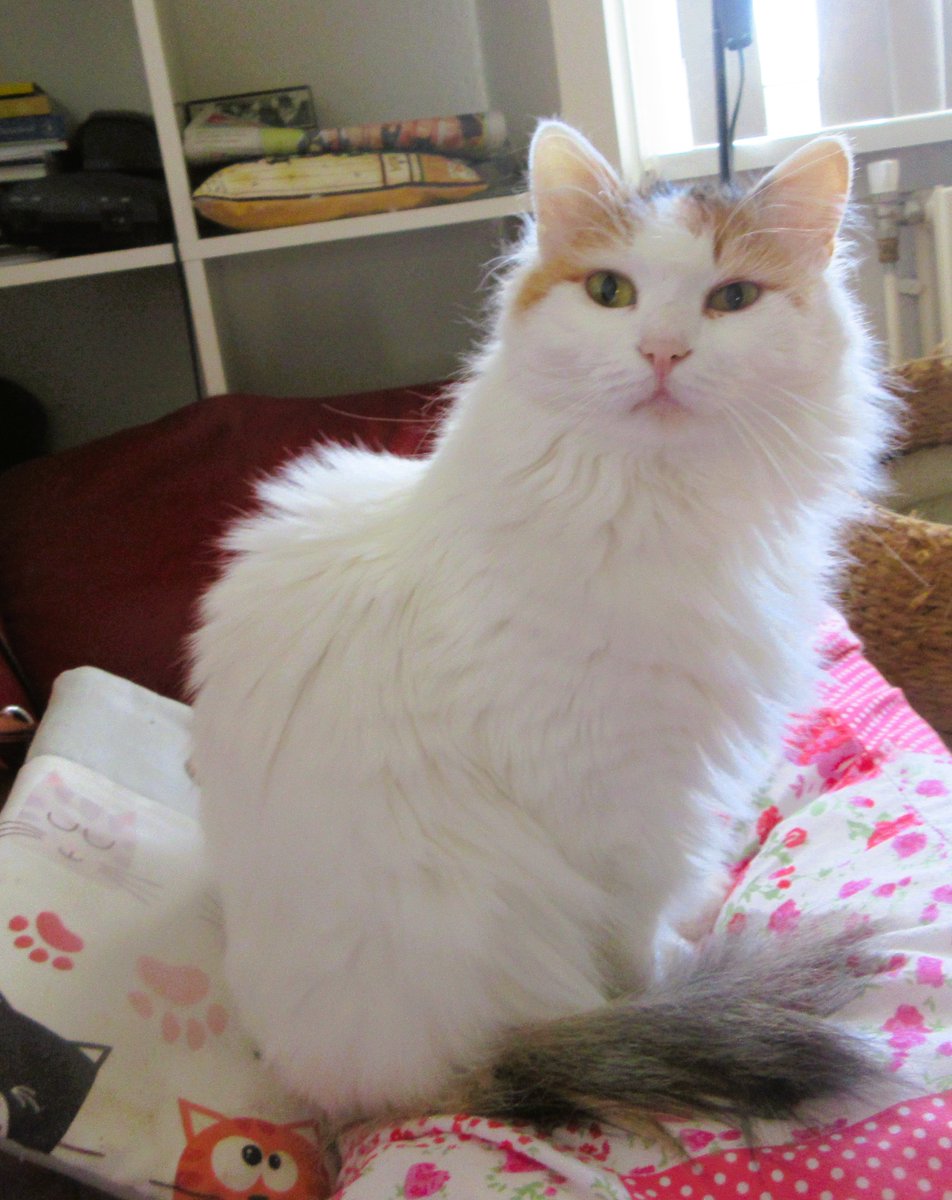 CatTulpan's tweet image. No matter what the boys say, I am the most important Van in the house. I decide what kind of wet and dry food we get, as well as the cat litter. The staff thinks I am picky.
#Caterday #TurkishVanCats #CatsOfTwitter